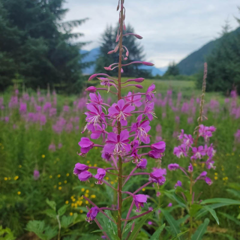 Fireweed